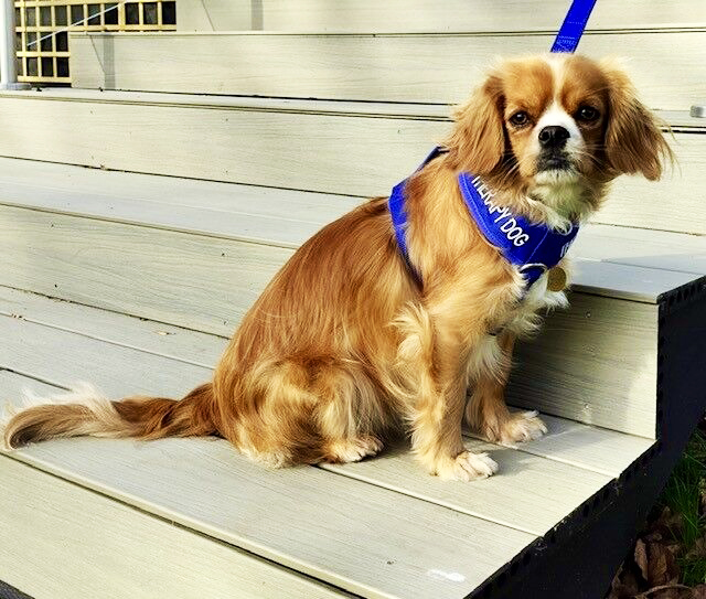 Image of PAT dog Bella