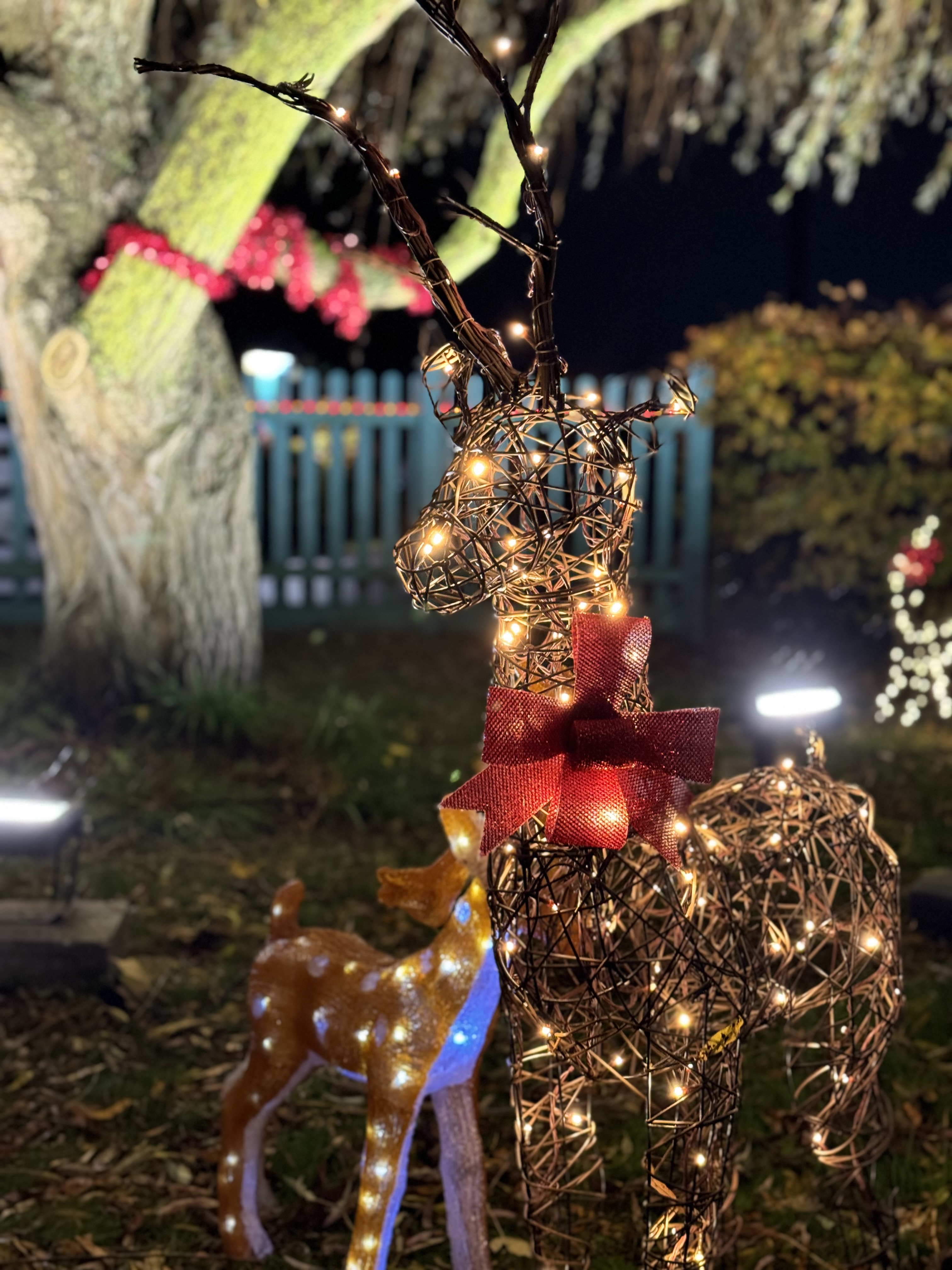 Festive outdoor display with a large twig-and-light reindeer with red bow beside a smaller lit reindeer. Tree and fence in background.