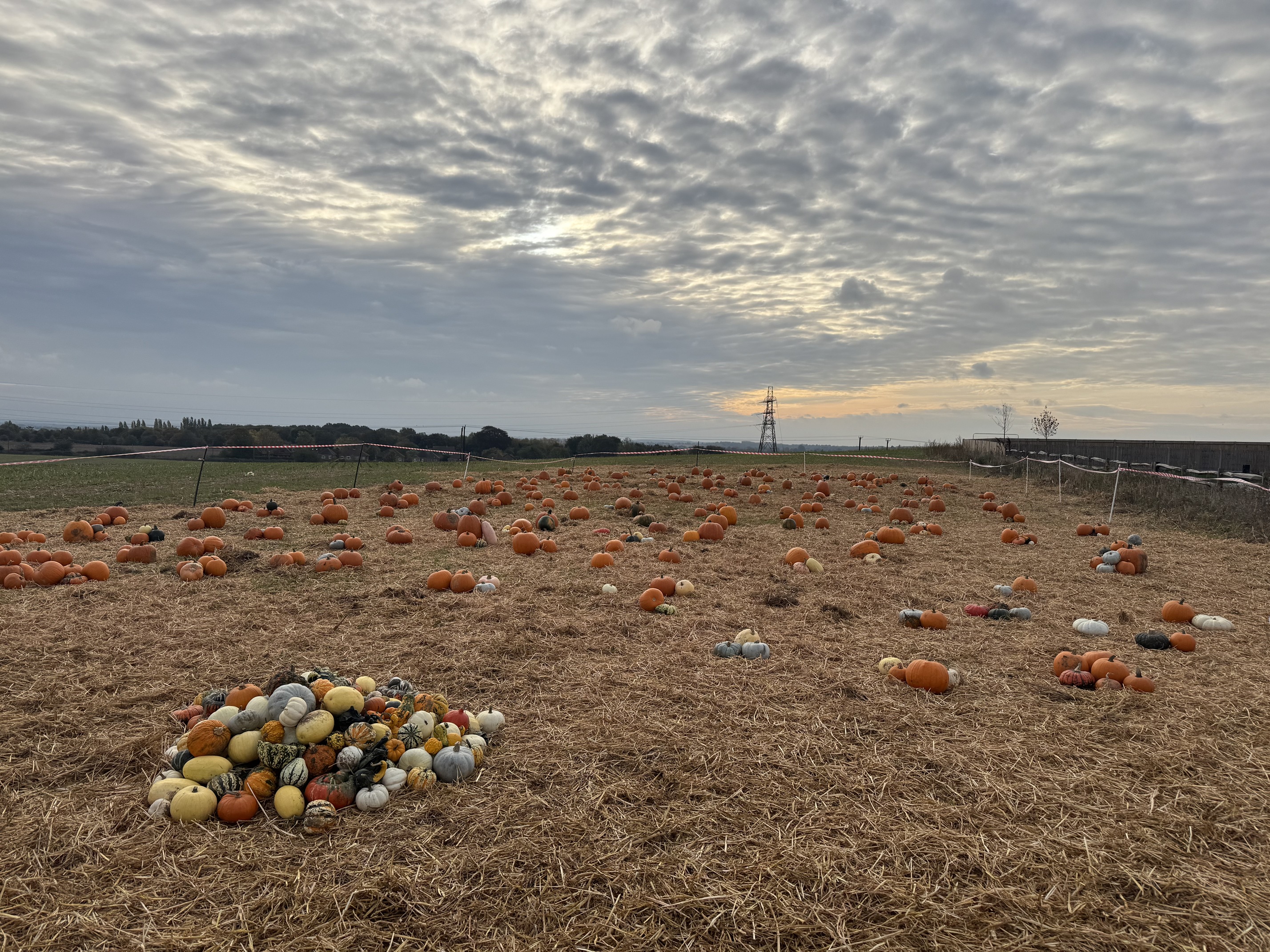 A field filled of pumpkins
