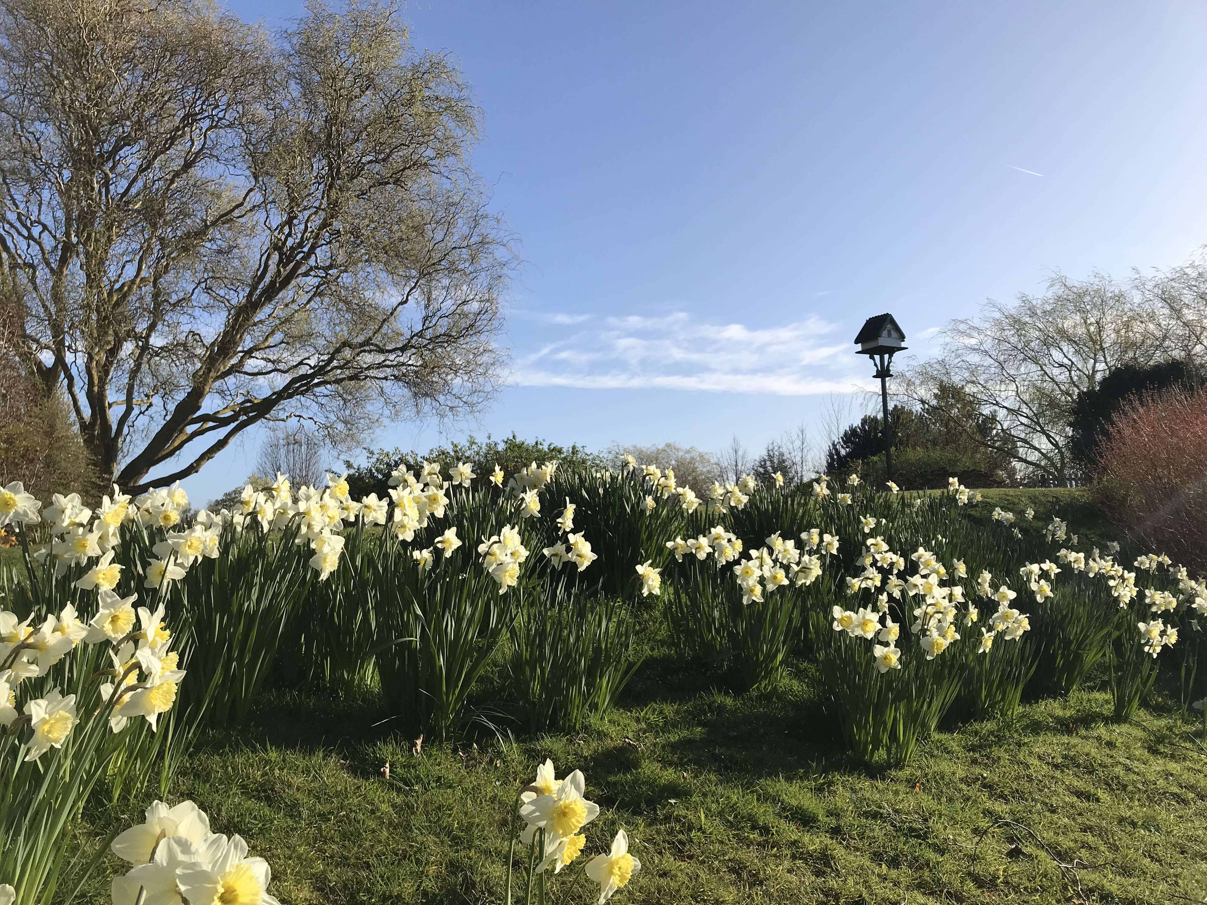 Image of yellow daffodils in garden