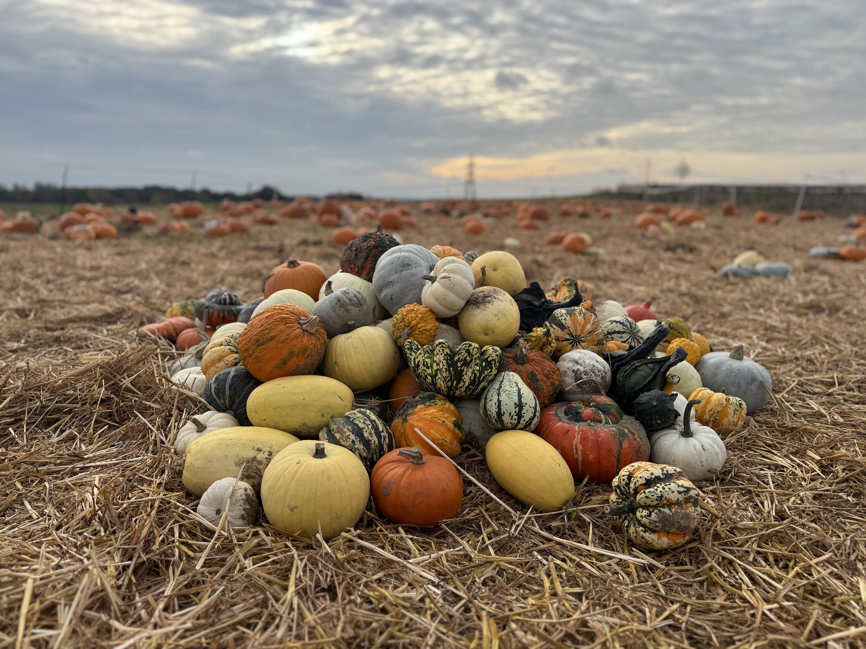 A pile of pumpkins in a field full of pumpkins