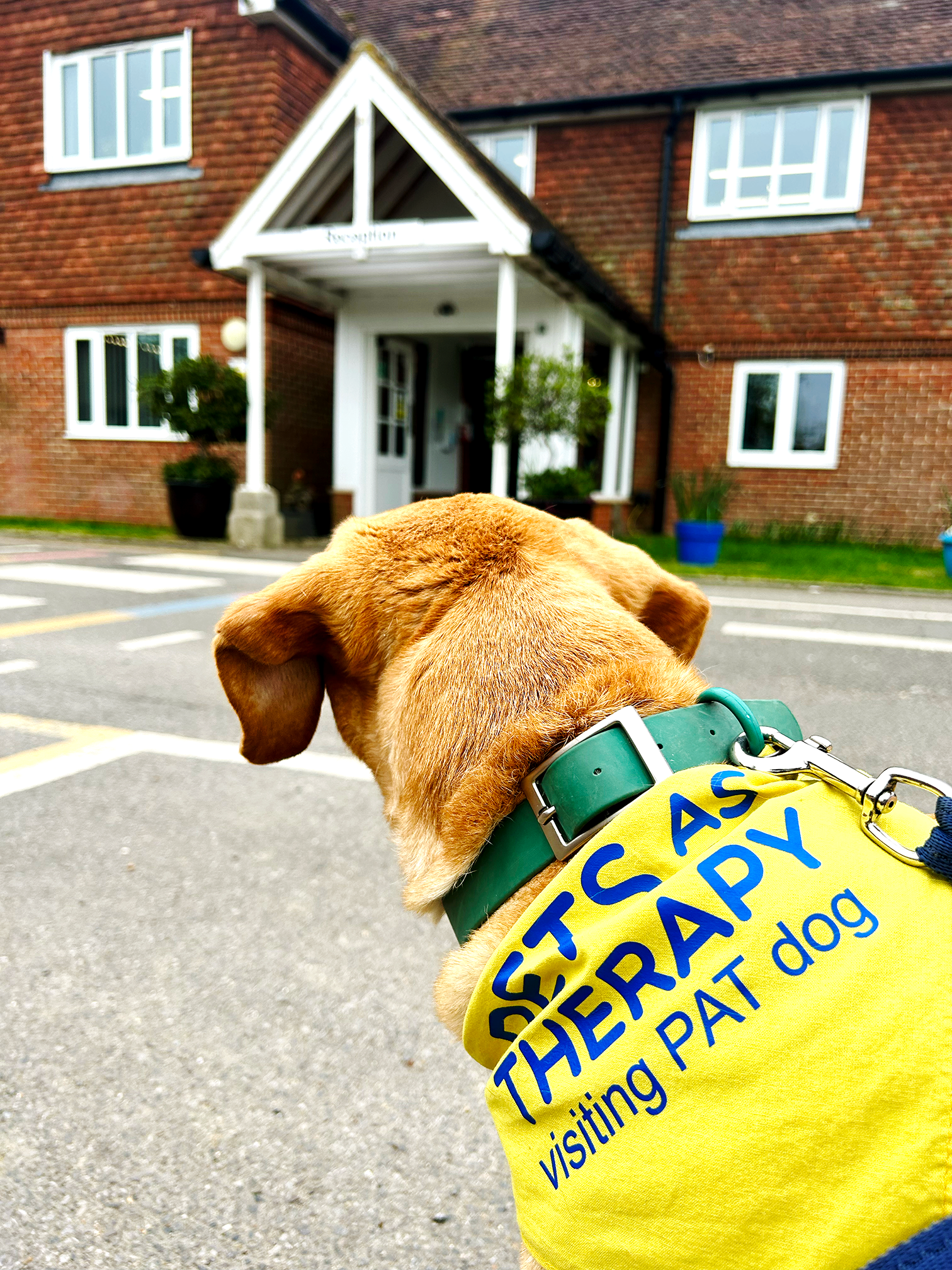 Therapy dog in yellow vest reading 'PETS AS THERAPY visiting PAT dog' looks toward the entrance of a brick building.